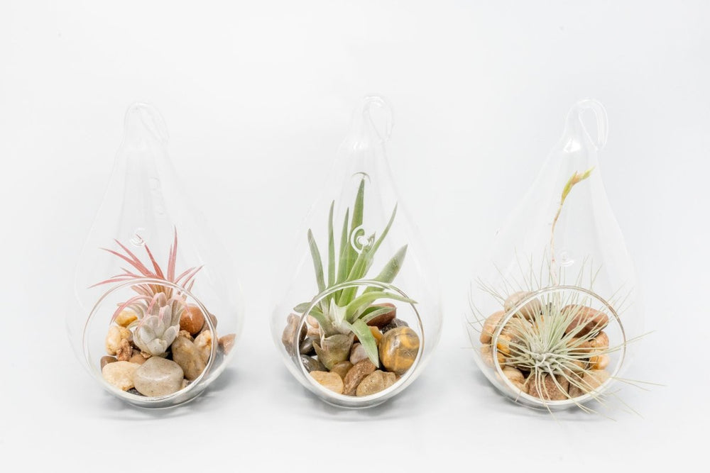 
                      
                        Air Plant Supply Co. Teardrop Glass Terrariums - lily & onyx
                      
                    