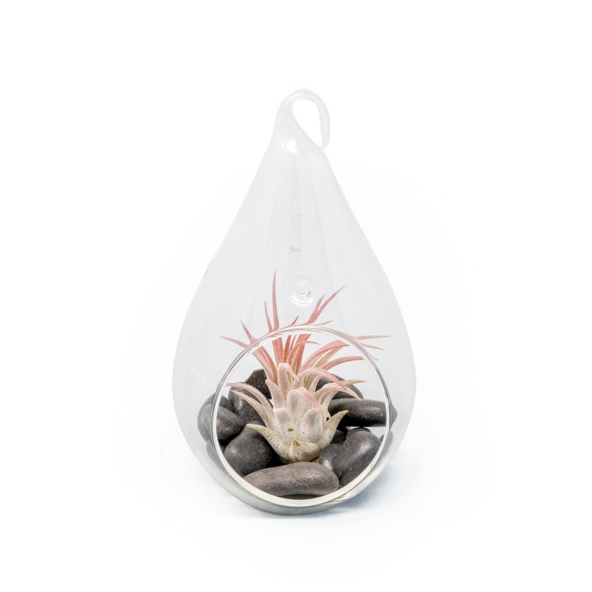 Air Plant Supply Co. Teardrop Terrarium with Tillandsia Ionantha Fuego & Black Stones - lily & onyx