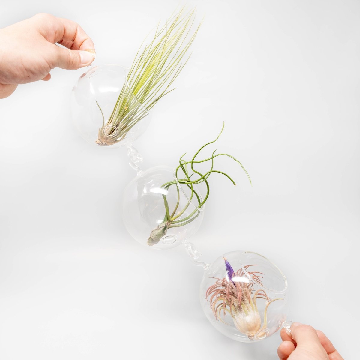 Air Plant Supply Co. Terrarium Trio with Double Hooks and Tillandsia Juncea, Bulbosa, & Ionantha Air Plants - lily & onyx