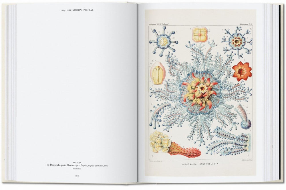 
                      
                        TASCHEN The Art and Science of Ernst Haeckel. 40th Ed. (English)
                      
                    