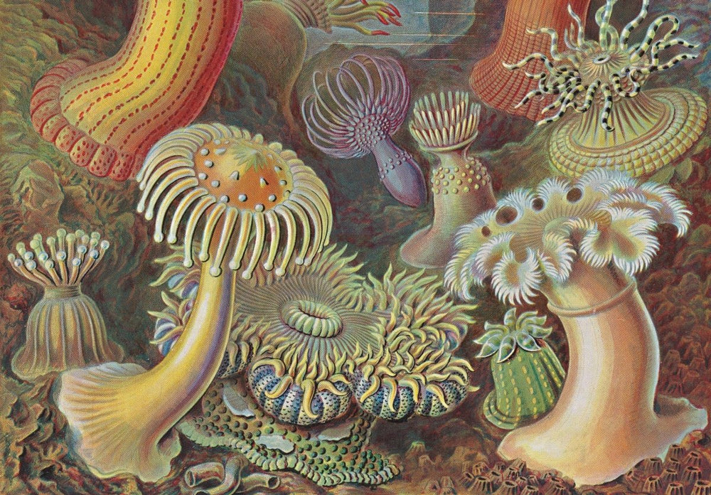 
                      
                        TASCHEN The Art and Science of Ernst Haeckel. 40th Ed. (English)
                      
                    