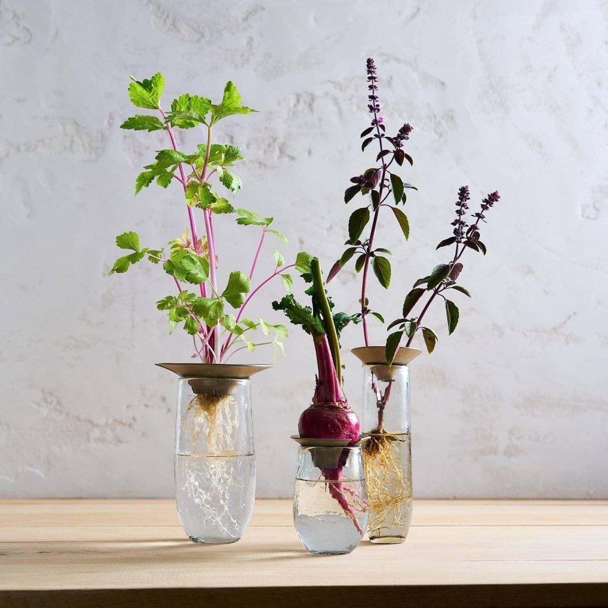 The Collective Floral Propagate Vase - Set of 3 | Hand - Blown Recycled Glass Propagation Stations