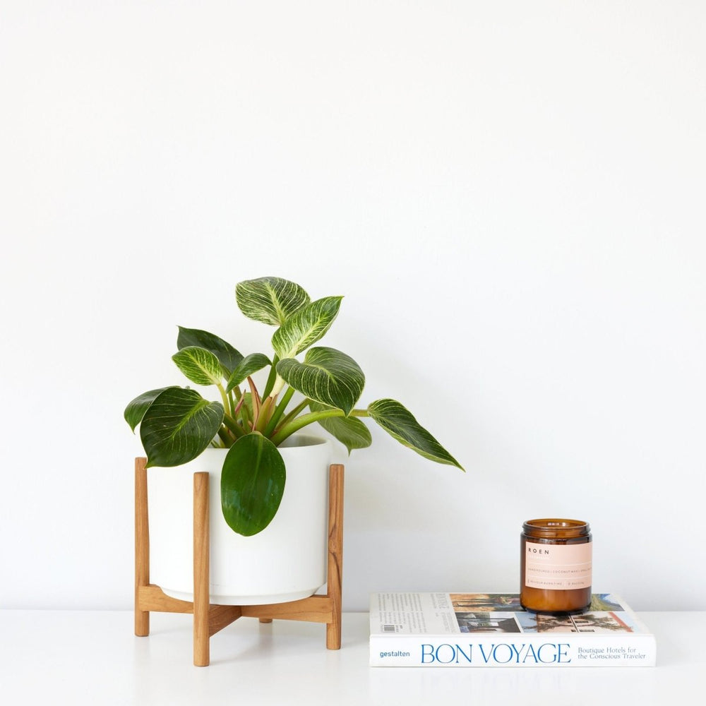 
                      
                        LBE Design The Six - Ceramic Cylinder with Stand - lily & onyx
                      
                    