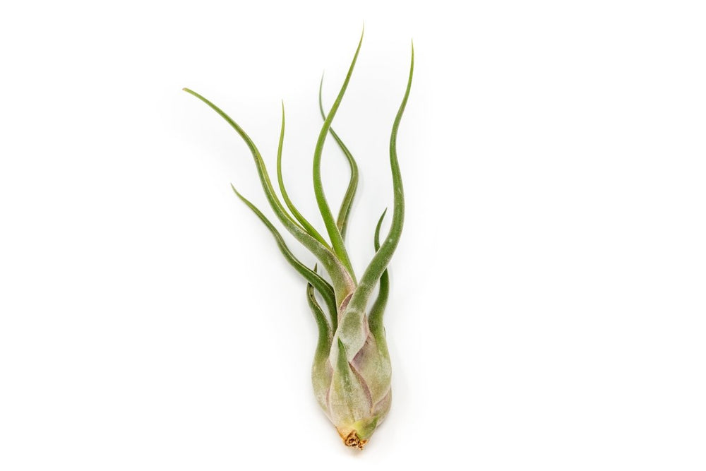 
                      
                        Air Plant Supply Co. Tillandsia Caput Medusae Air Plants - lily & onyx
                      
                    