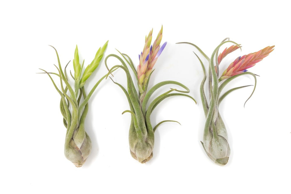 
                      
                        Air Plant Supply Co. Tillandsia Caput Medusae Air Plants - lily & onyx
                      
                    