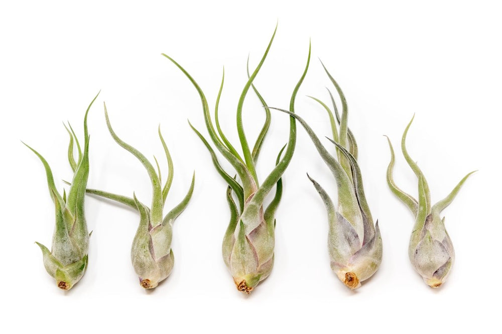 Air Plant Supply Co. Tillandsia Caput Medusae Air Plants - lily & onyx
