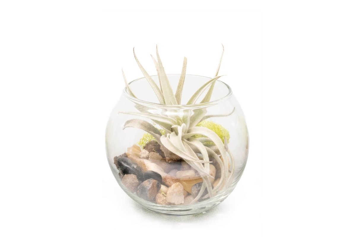 Air Plant Supply Co. Tillandsia Harrisii Air Plant Bubble Bowl Terrarium - lily & onyx