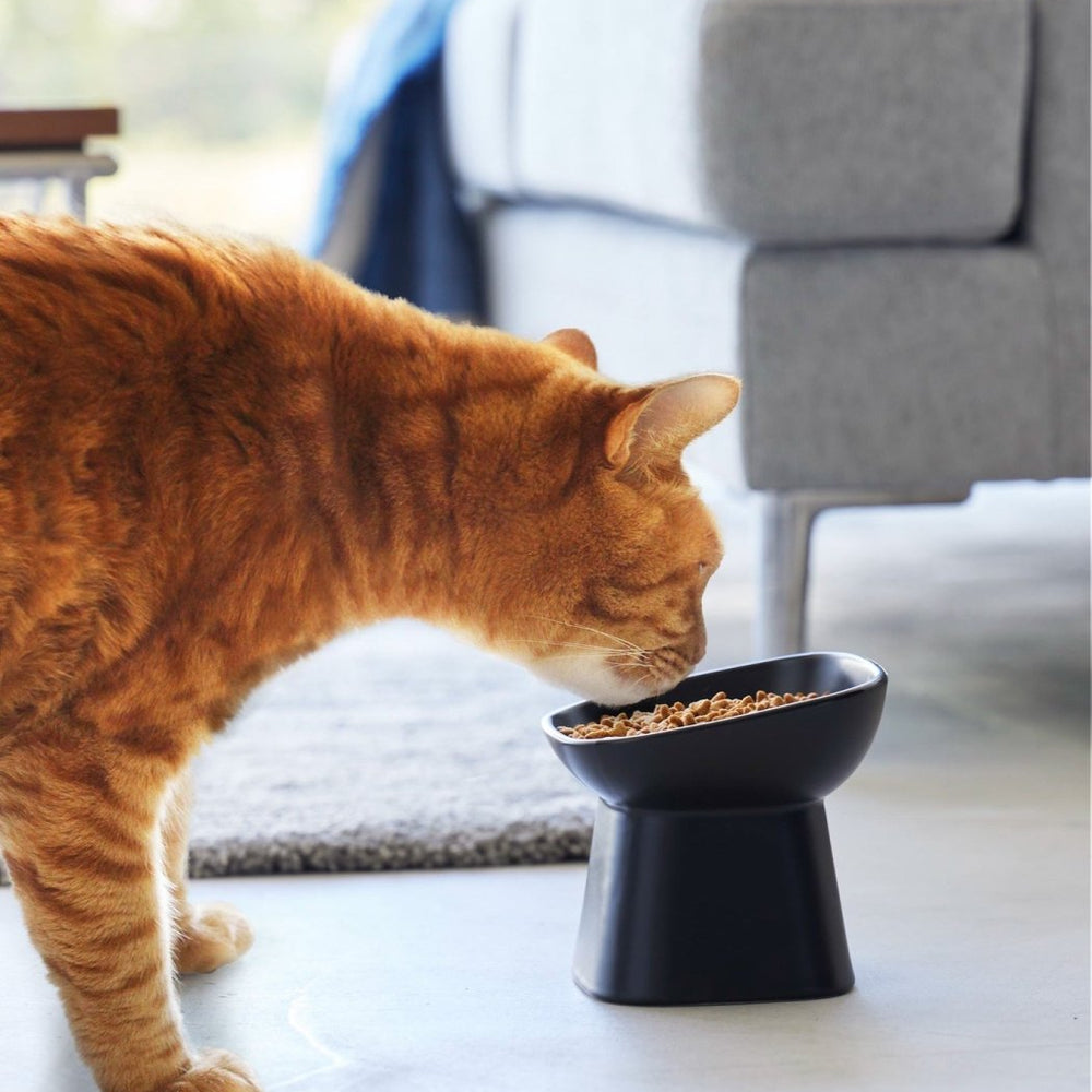 
                      
                        Yamazaki Home Tilted Raised Ceramic Pet Food Bowl - lily & onyx
                      
                    