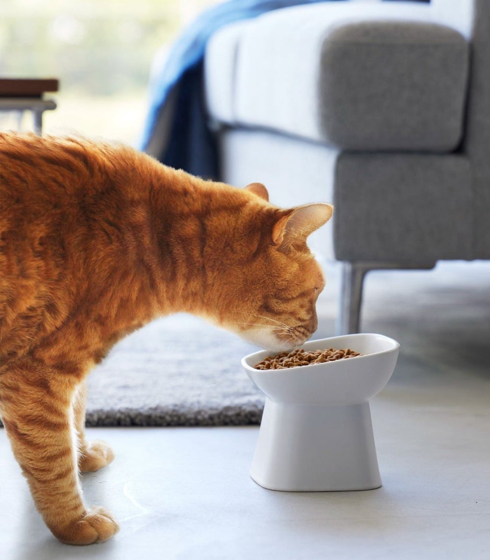 Yamazaki Home Tilted Raised Ceramic Pet Food Bowl - lily & onyx
