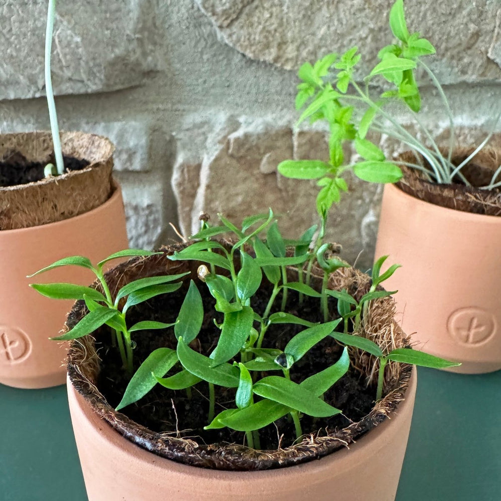 
                      
                        Modern Sprout Tiny Terracotta Garden Kits - lily & onyx
                      
                    