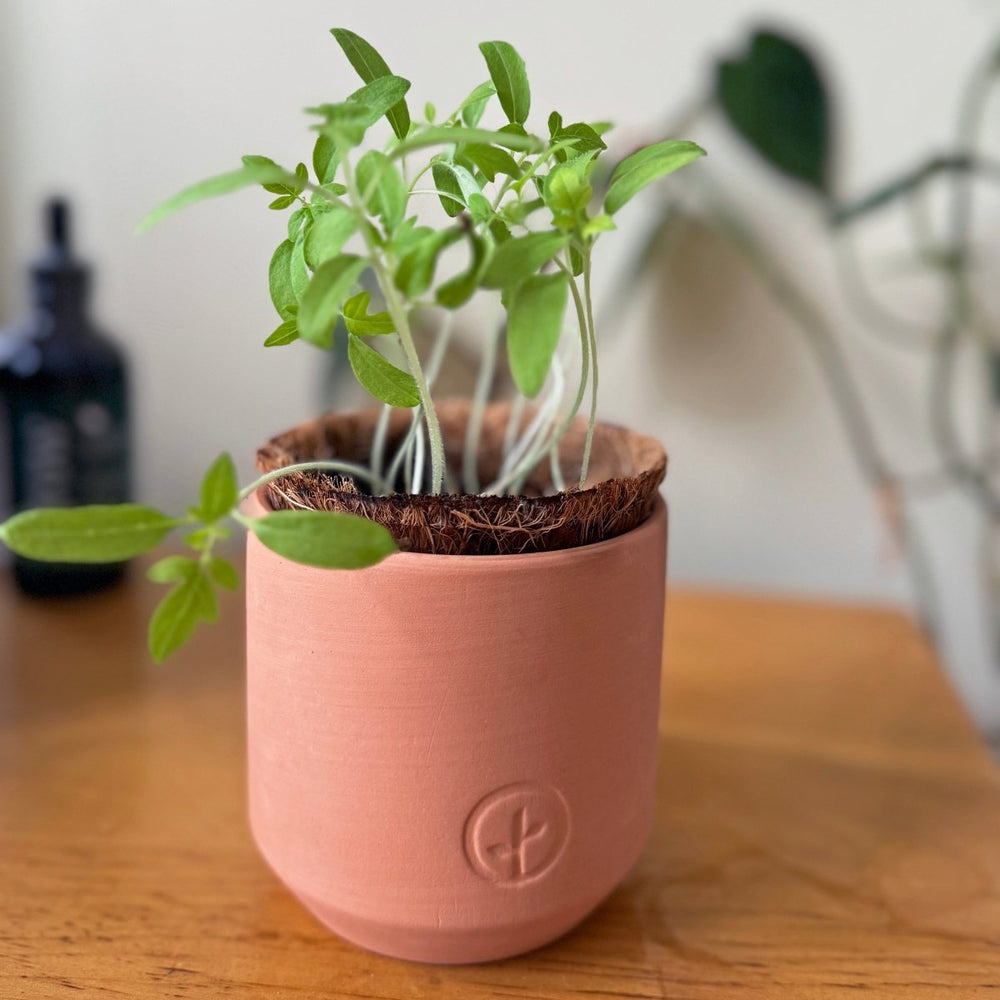 
                      
                        Modern Sprout Tiny Terracotta Garden Kits - lily & onyx
                      
                    