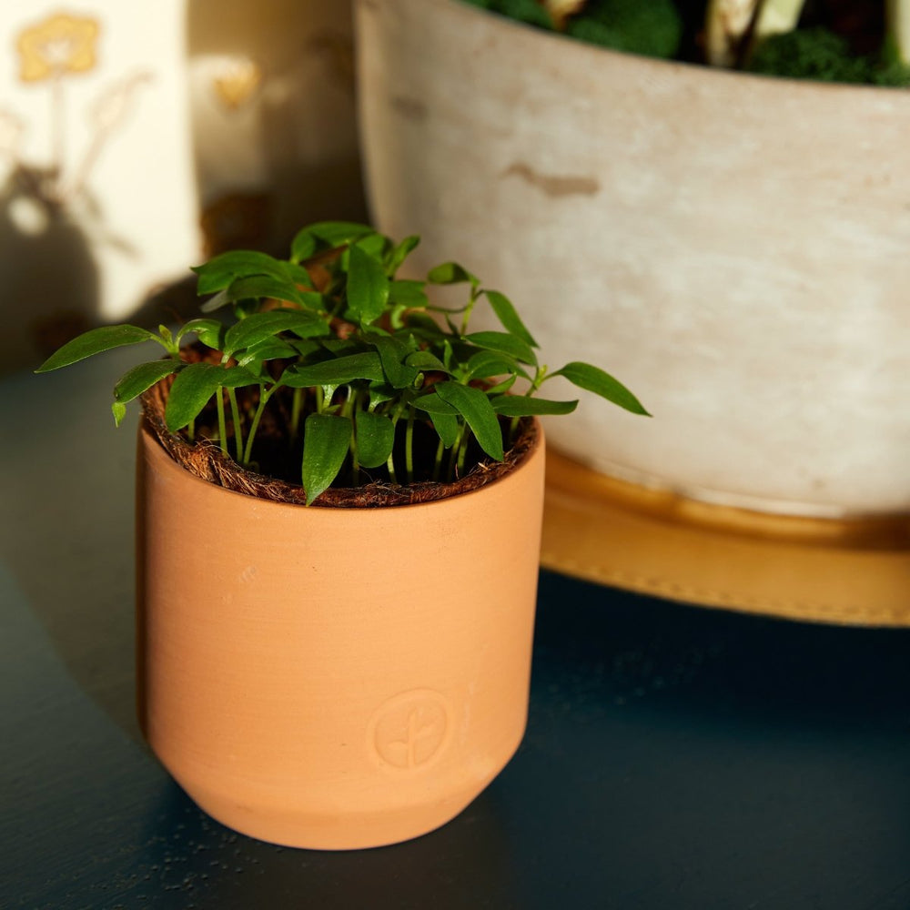 
                      
                        Modern Sprout Tiny Terracotta Garden Kits - lily & onyx
                      
                    