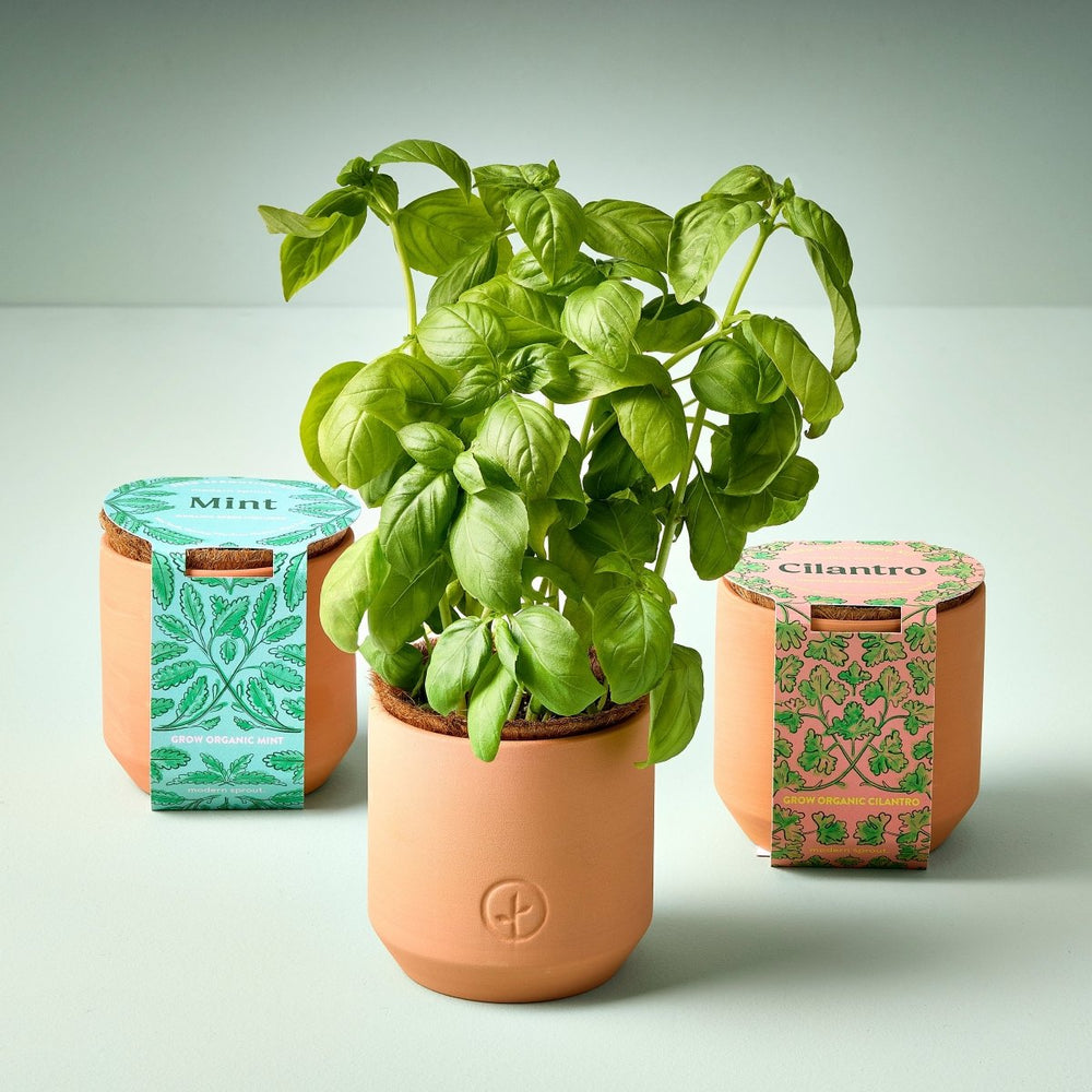 Modern Sprout Tiny Terracotta Herb Kits - lily & onyx