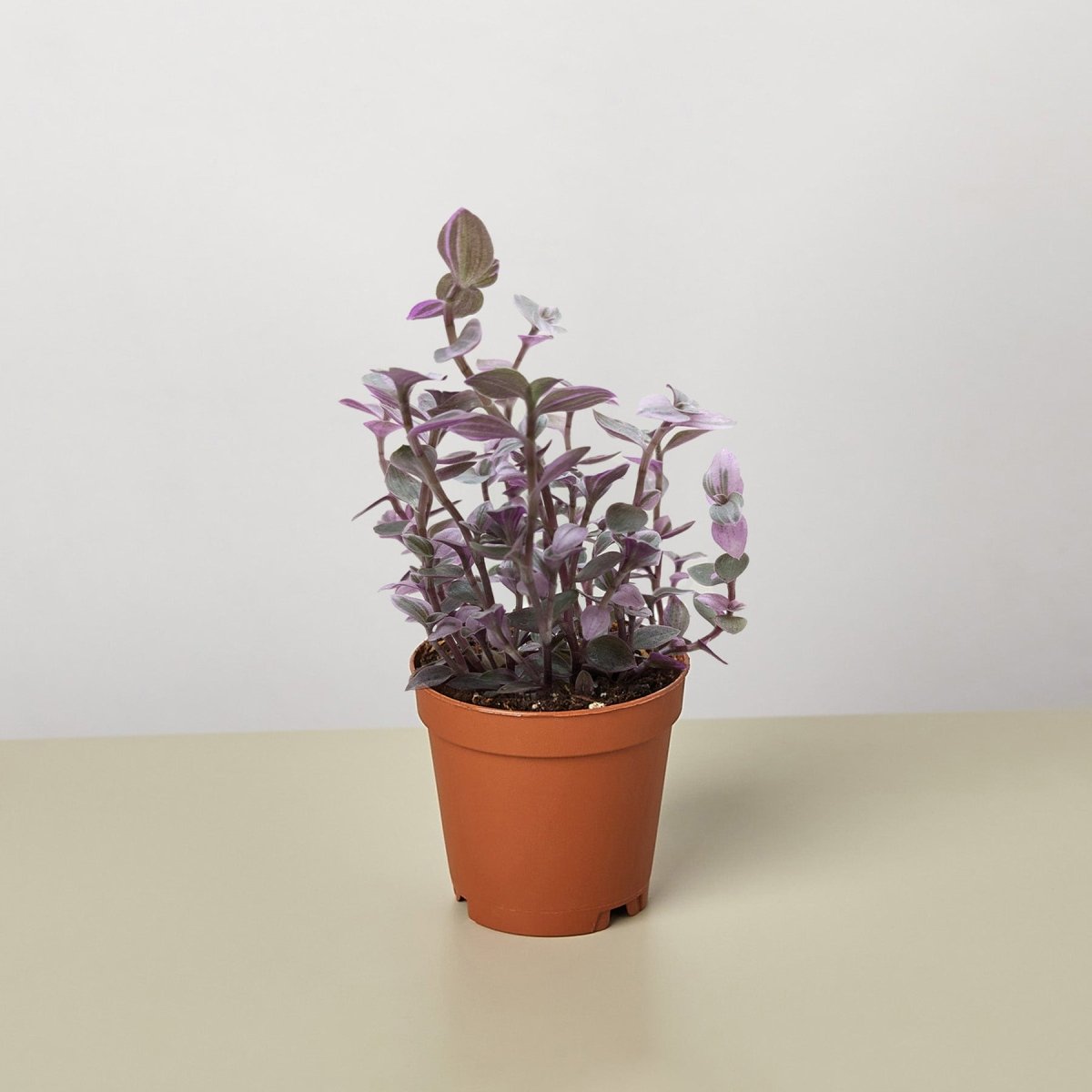 lily & onyx Tradescantia Callisia 'Pink Panther' Houseplant