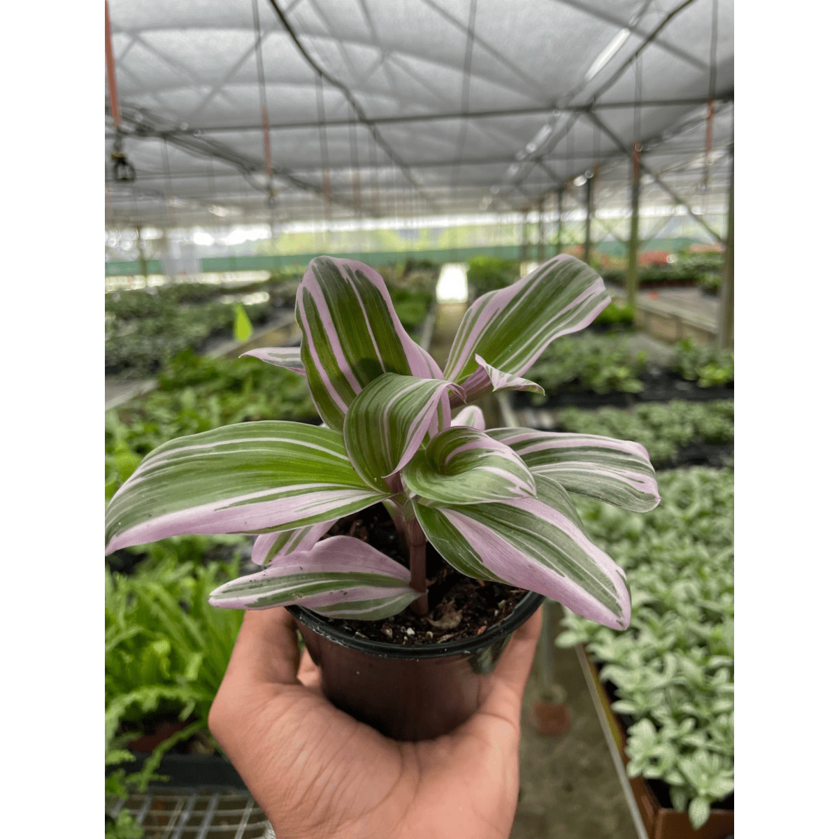 lily & onyx Tradescantia 'Nanouk' Houseplant