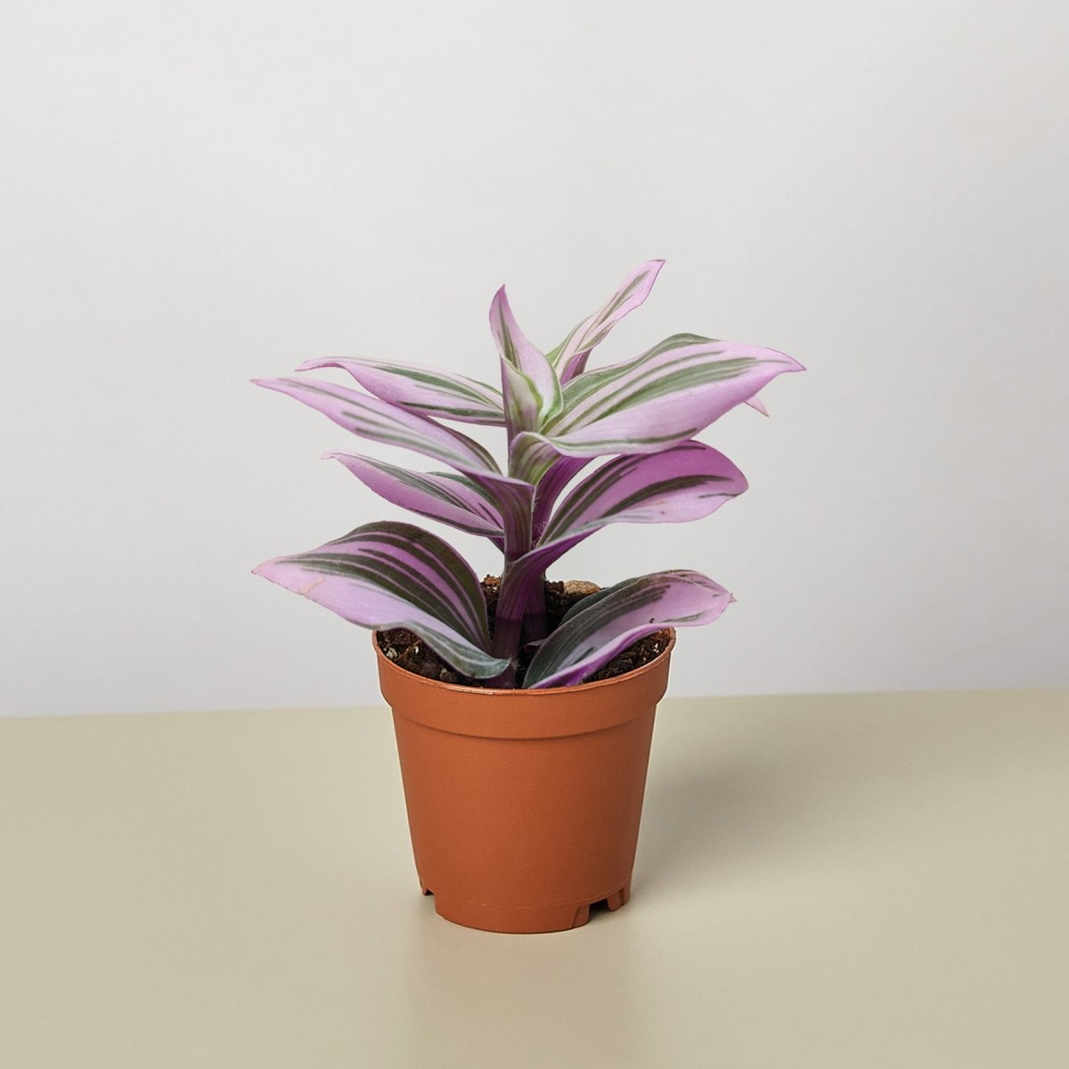 lily & onyx Tradescantia 'Nanouk' Houseplant