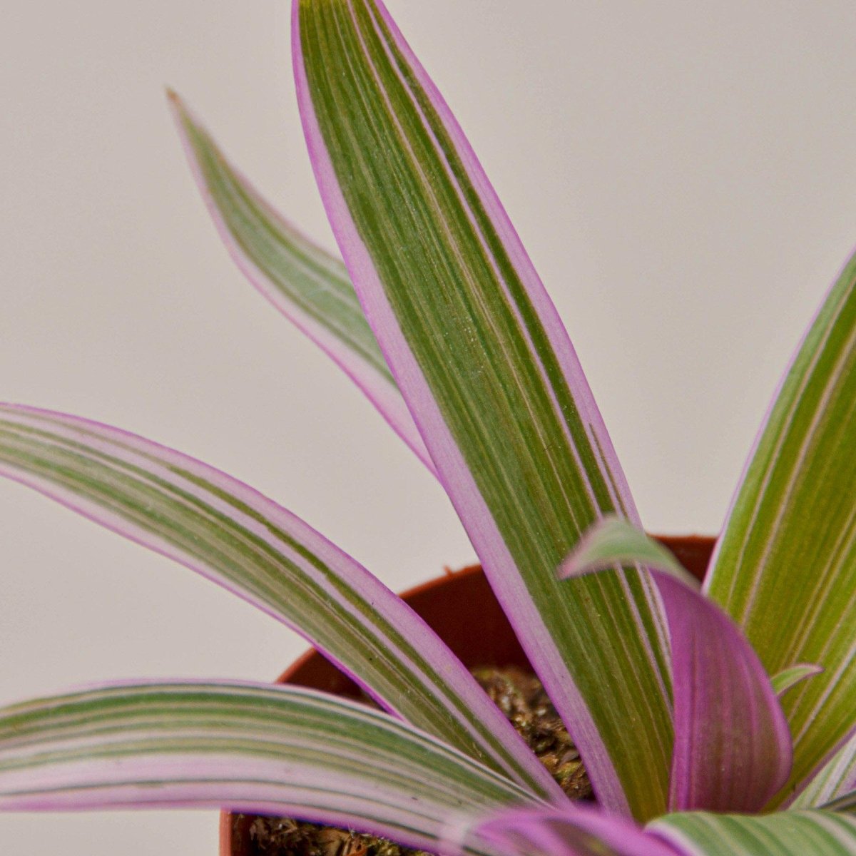 lily & onyx Tradescantia 'Oyster Plant' Houseplant