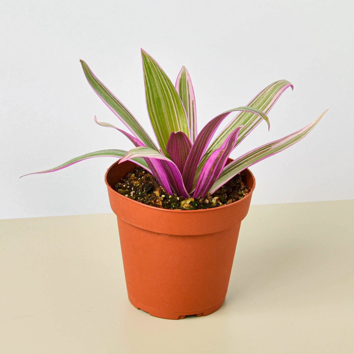 lily & onyx Tradescantia 'Oyster Plant' Houseplant