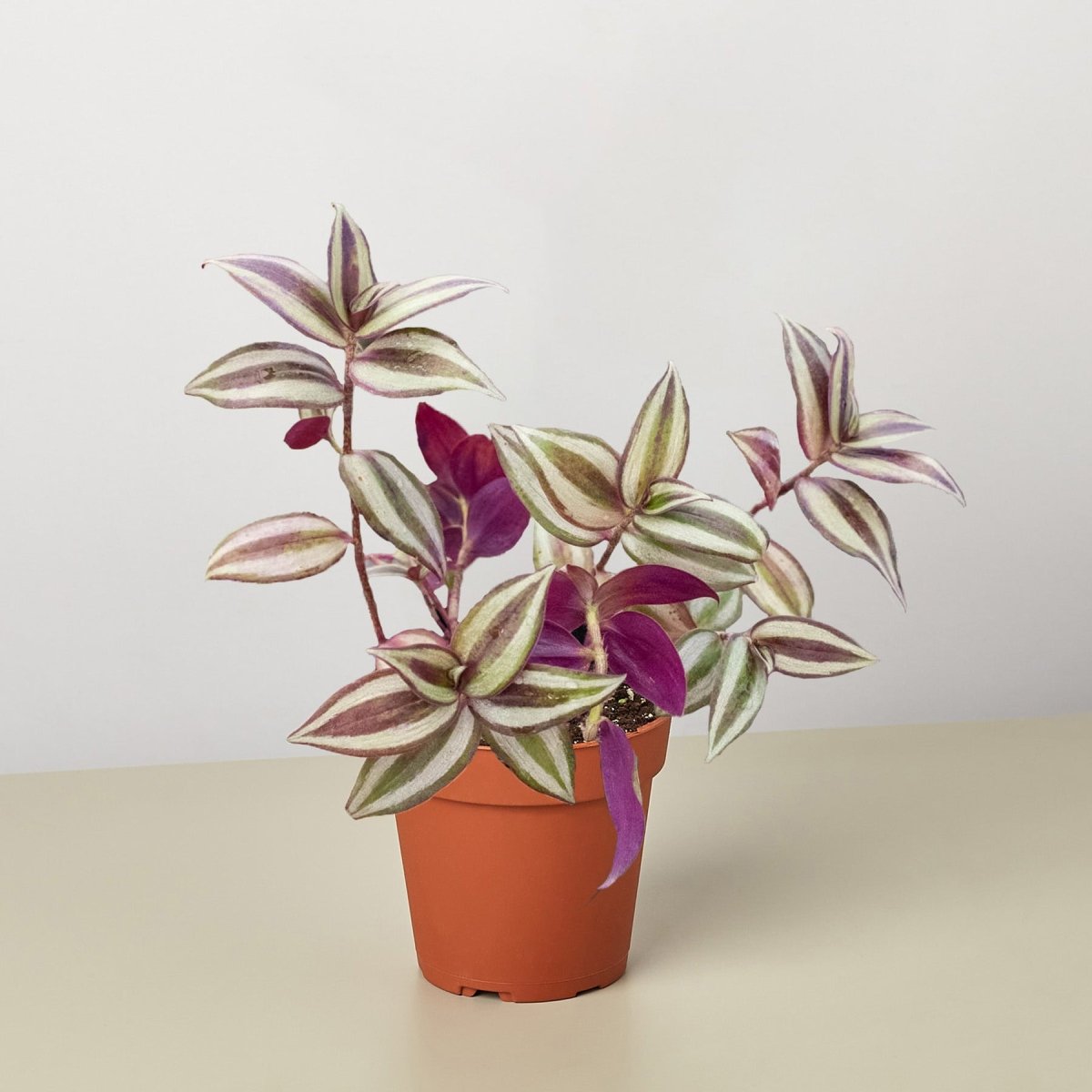 lily & onyx Tradescantia Zebrina 'Wandering Dude' Houseplant