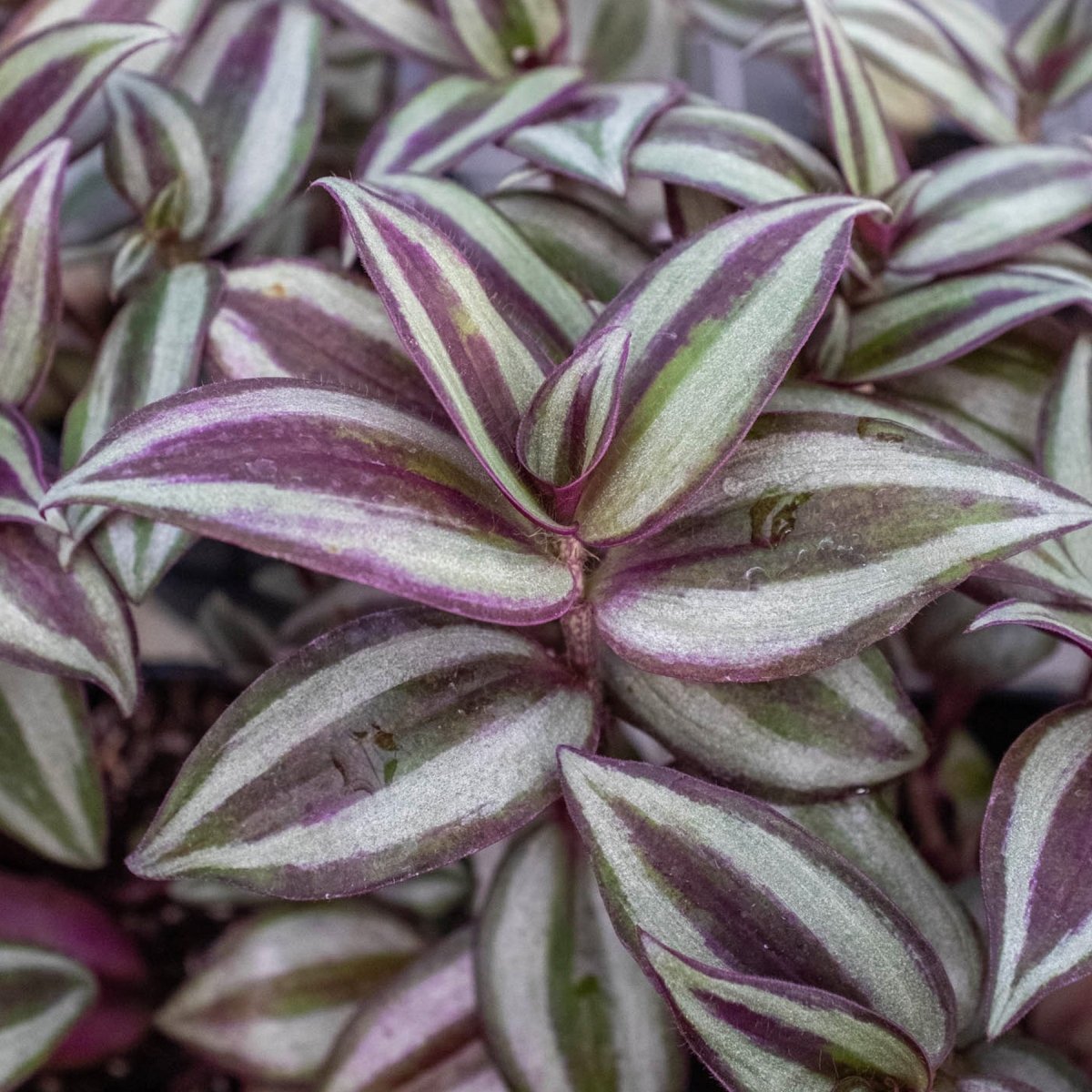 lily & onyx Tradescantia Zebrina 'Wandering Dude' Houseplant