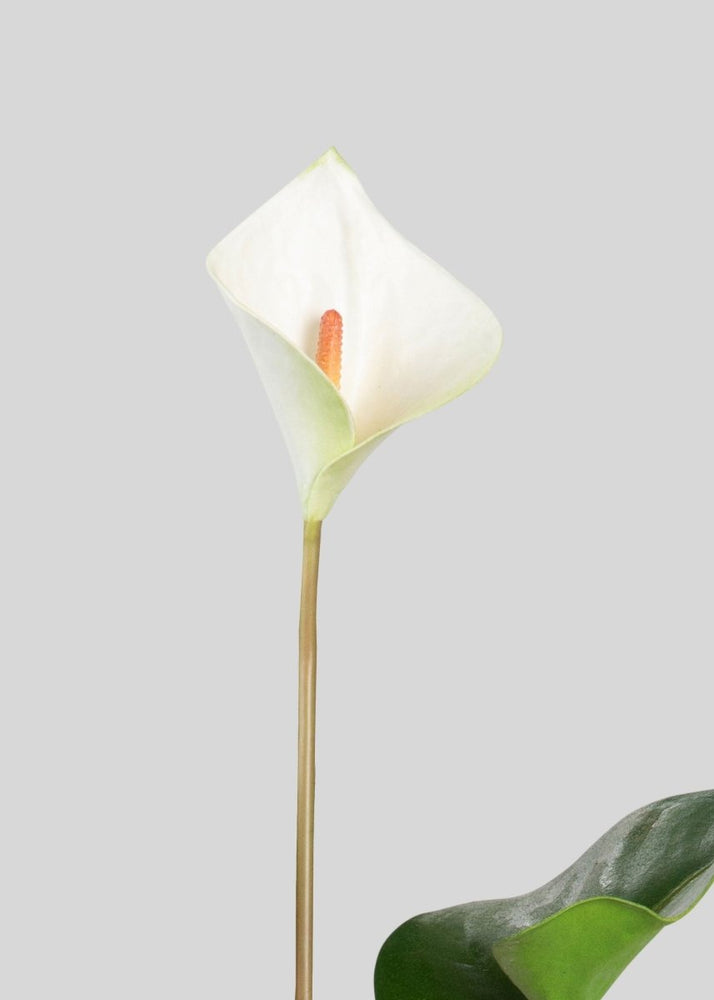 
                      
                        Afloral Tropical Anthurium Fake Flower Bundle in White - 25" - lily & onyx
                      
                    