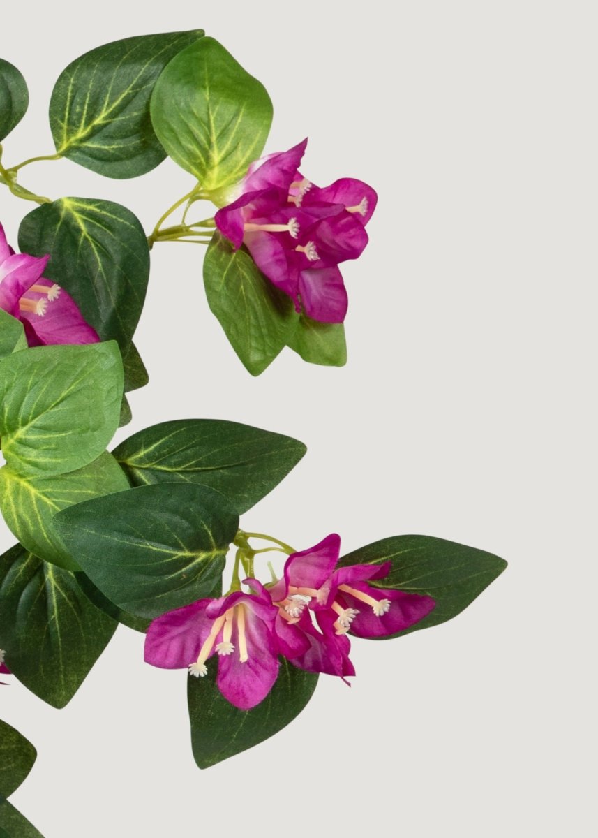 hanging bougainvillea plant 25" Hanging Magenta Bouganvilla Plant