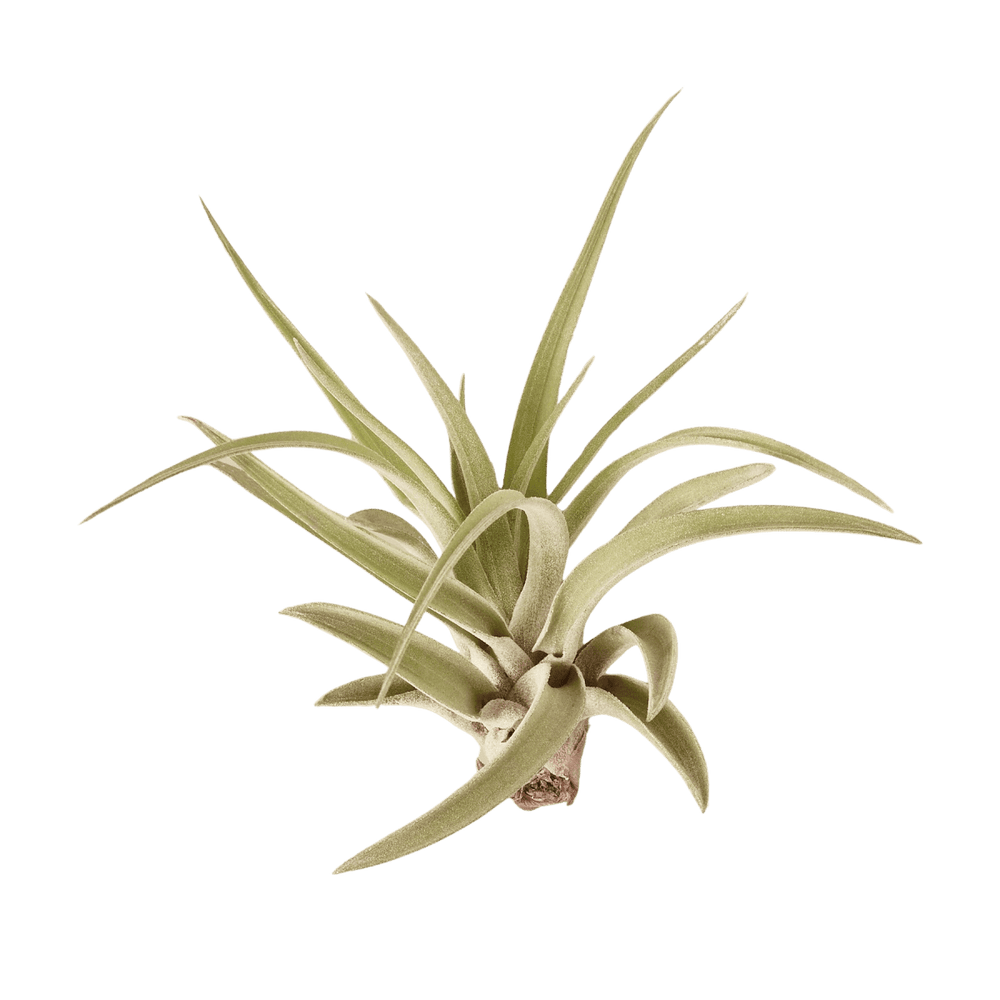 lily & onyx Veluntina Air Plants, 10 Pack - lily & onyx