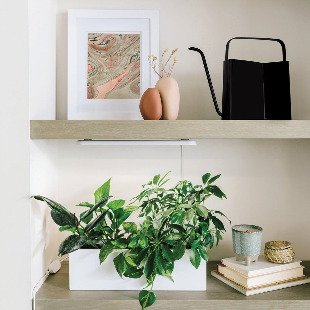 
                      
                        Modern Sprout Watering Can - lily & onyx
                      
                    