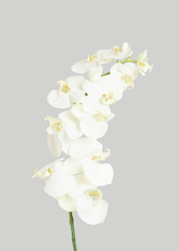 
                      
                        Afloral White Cream Artificial Phalaenopsis Orchids - 39" - lily & onyx
                      
                    