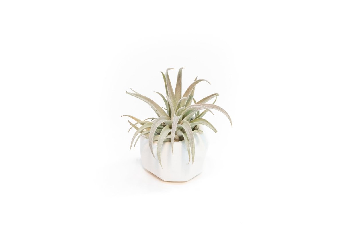 Air Plant Supply Co. White Geometric Ceramic Container with Premium Tillandsia Air Plant - lily & onyx