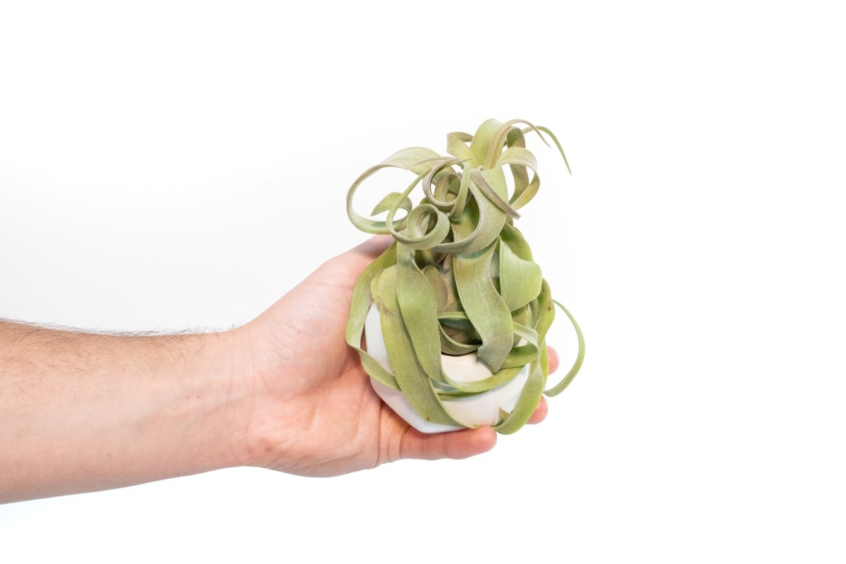 Air Plant Supply Co. White Geometric Ceramic Container with Premium Tillandsia Air Plant - lily & onyx