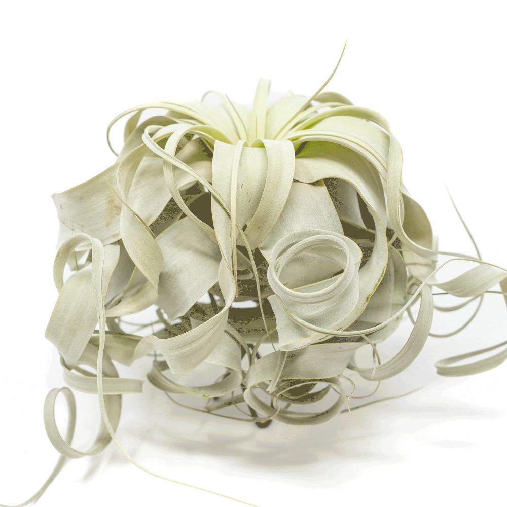 Special Curly Tillandsia Xerographica, 7-8 Inches Wide