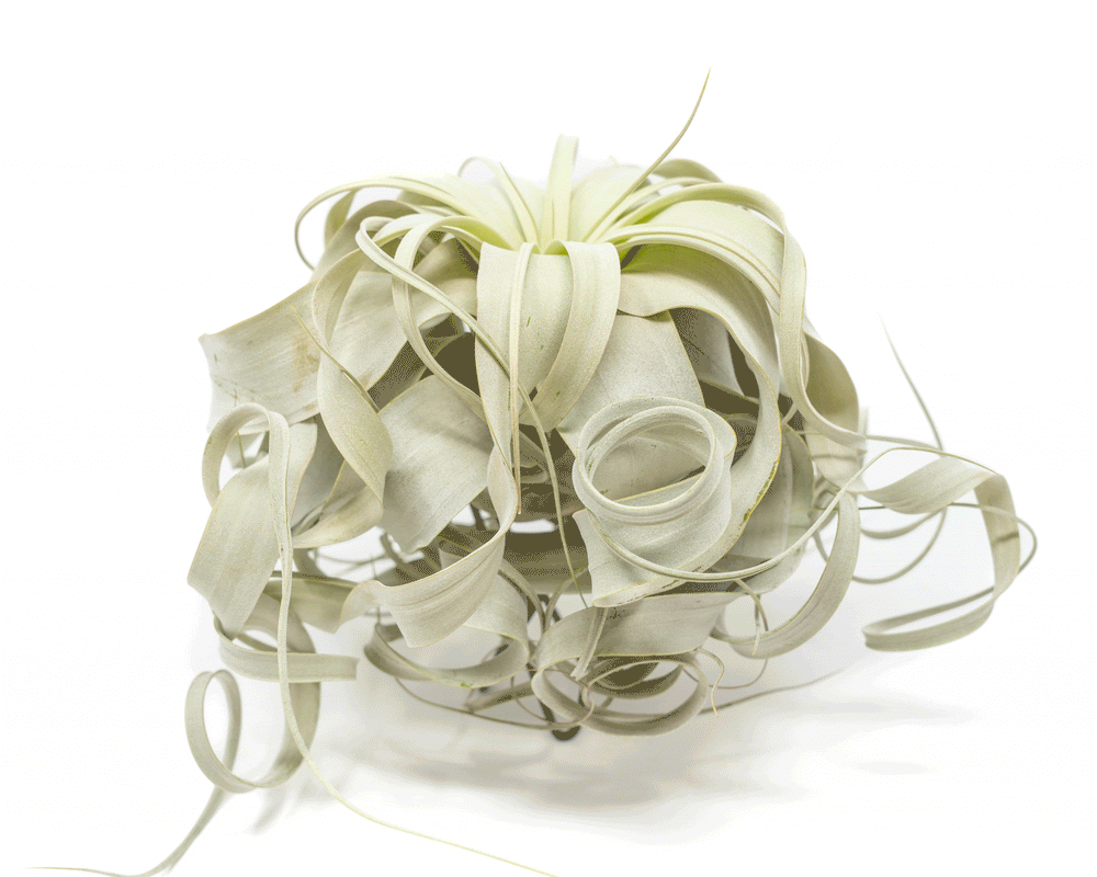 Special Curly Tillandsia Xerographica, 7-8 Inches Wide