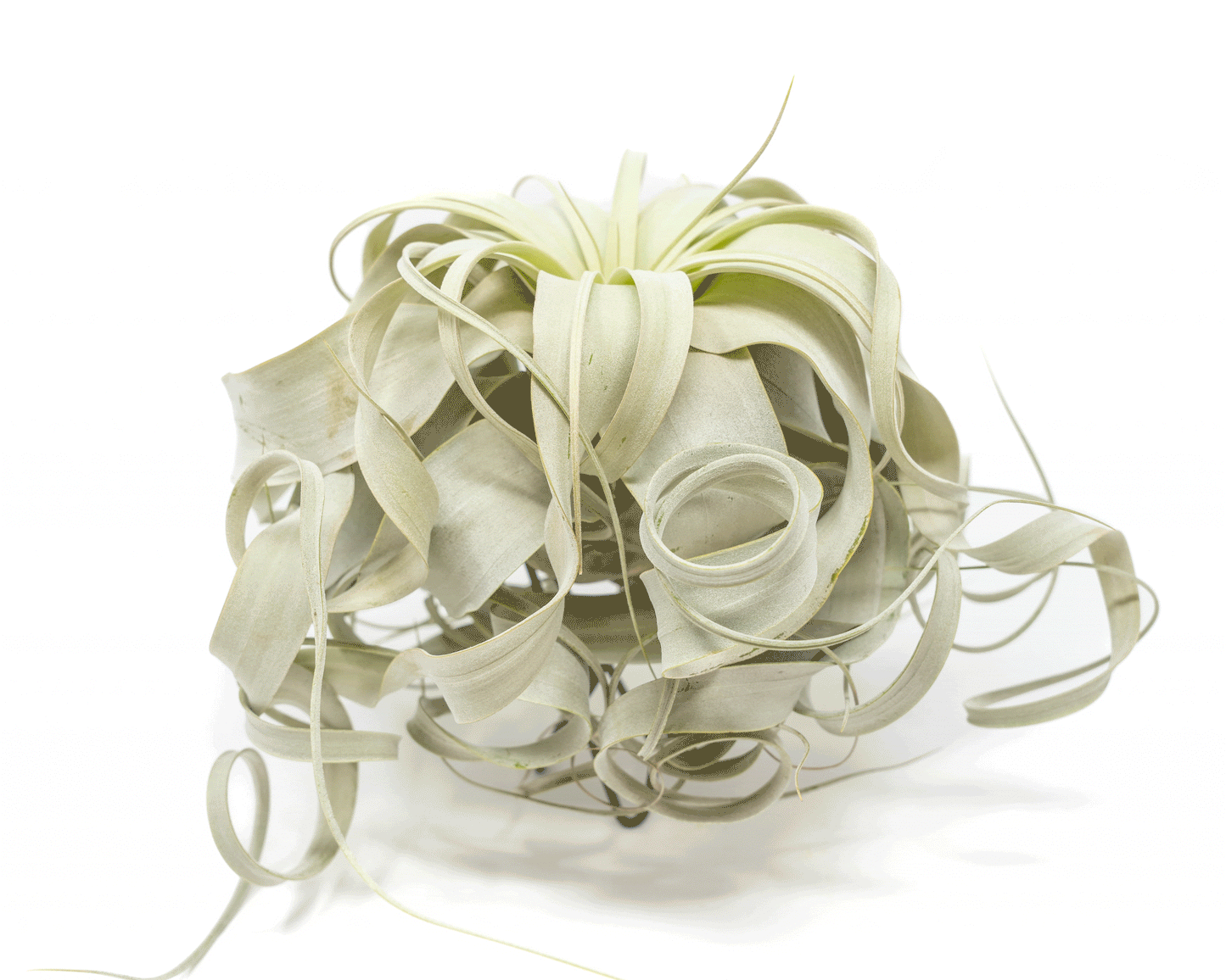 Special Curly Tillandsia Xerographica, 7-8 Inches Wide