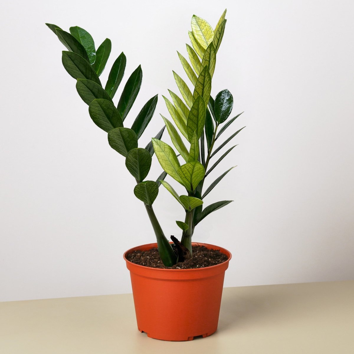 lily & onyx Zamioculcas 'Chameleon' Houseplant