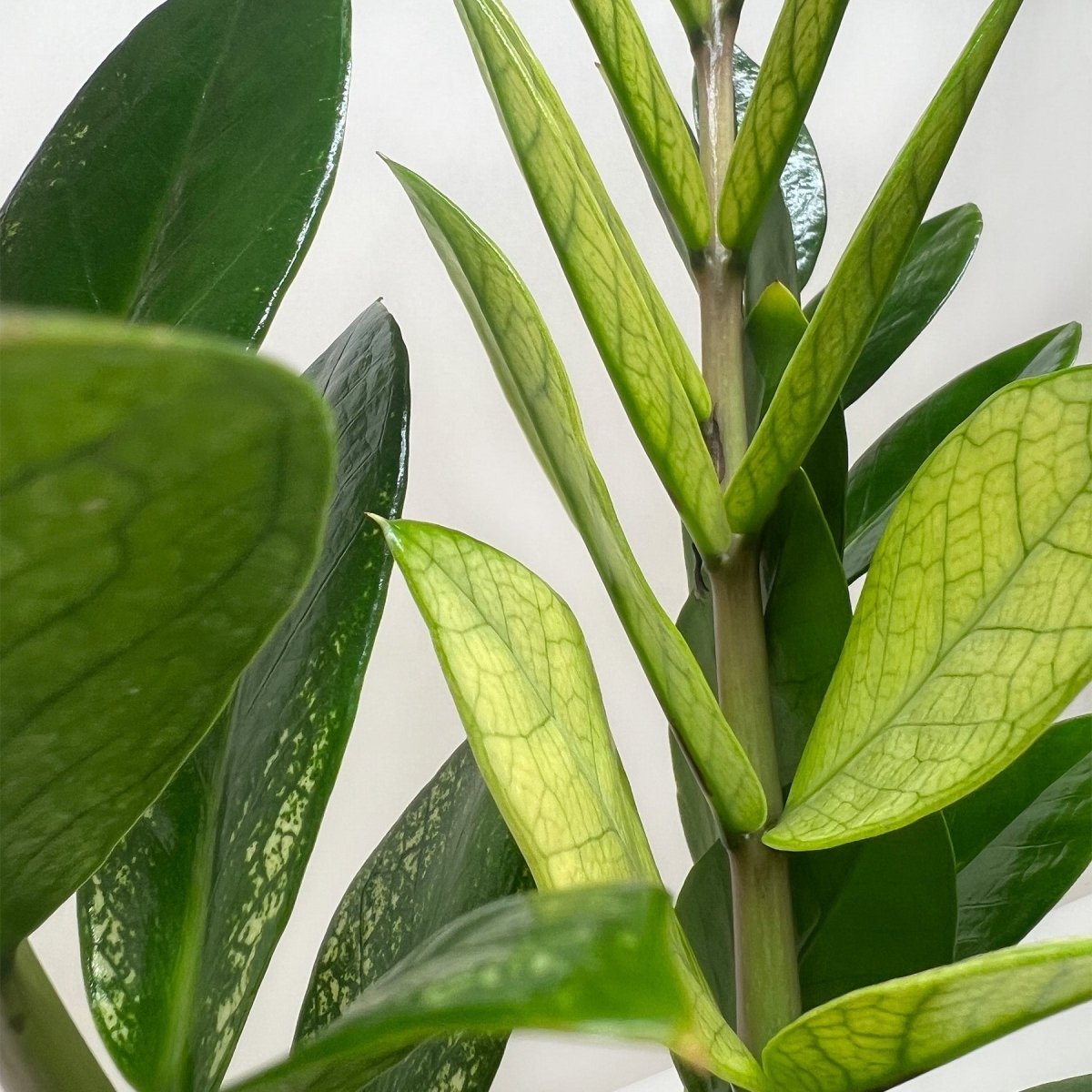 lily & onyx Zamioculcas 'Chameleon' Houseplant