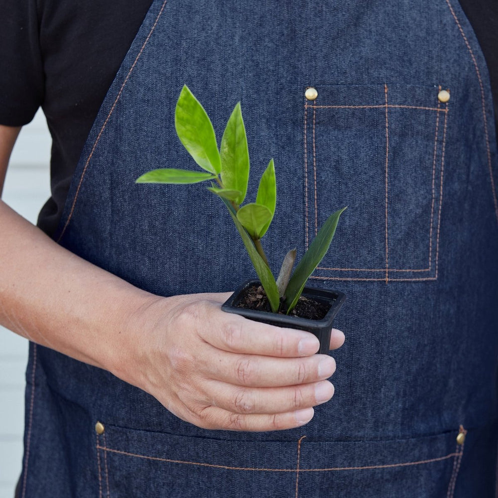 
                      
                        lily & onyx Zamioculcas Zamiifolia 'ZZ' Houseplant - lily & onyx
                      
                    