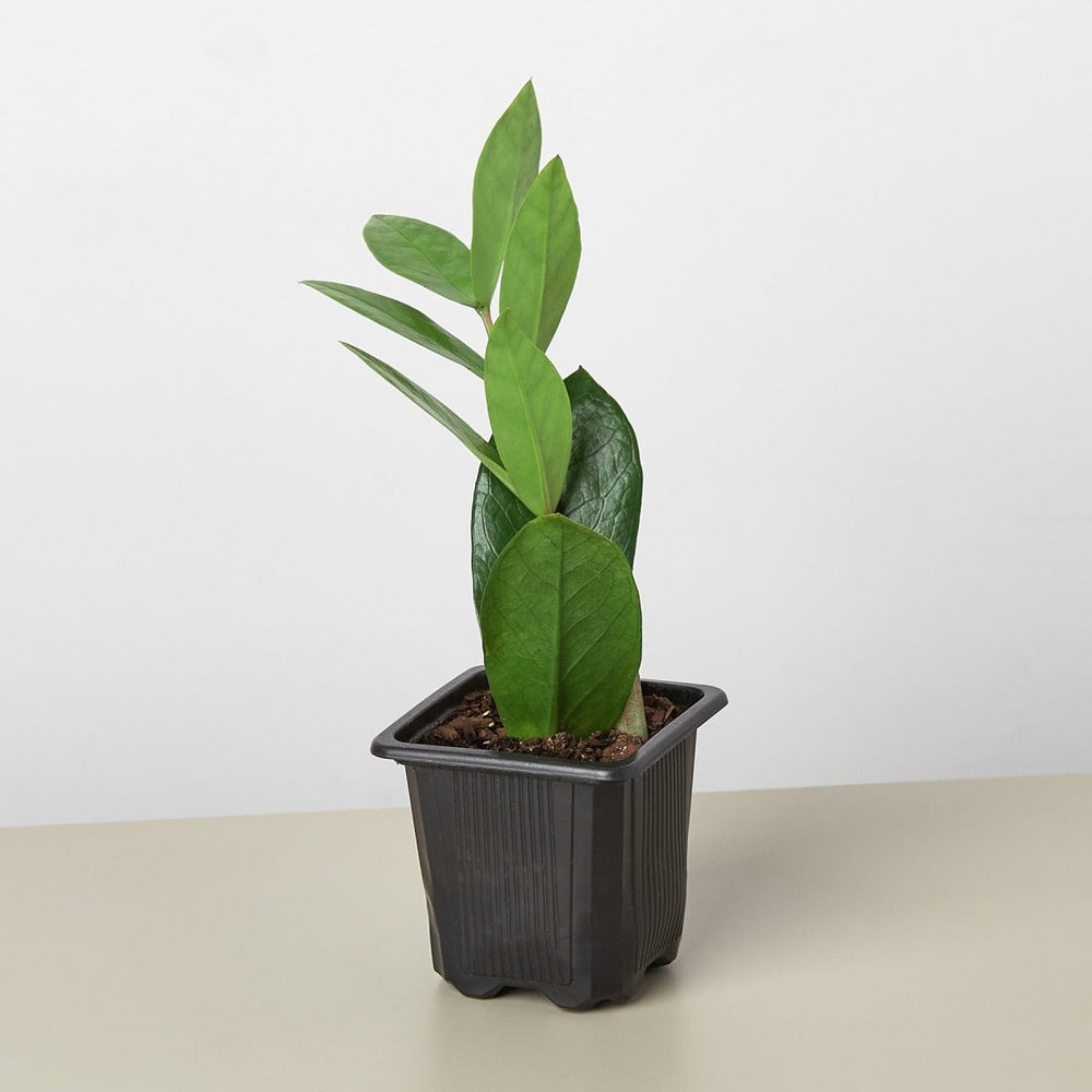 
                      
                        lily & onyx Zamioculcas Zamiifolia 'ZZ' Houseplant - lily & onyx
                      
                    