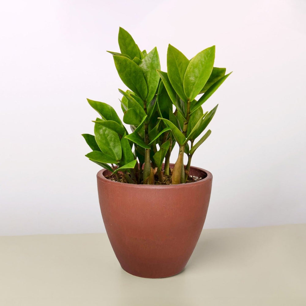
                      
                        lily & onyx Zamioculcas Zamiifolia 'ZZ' Houseplant - lily & onyx
                      
                    
