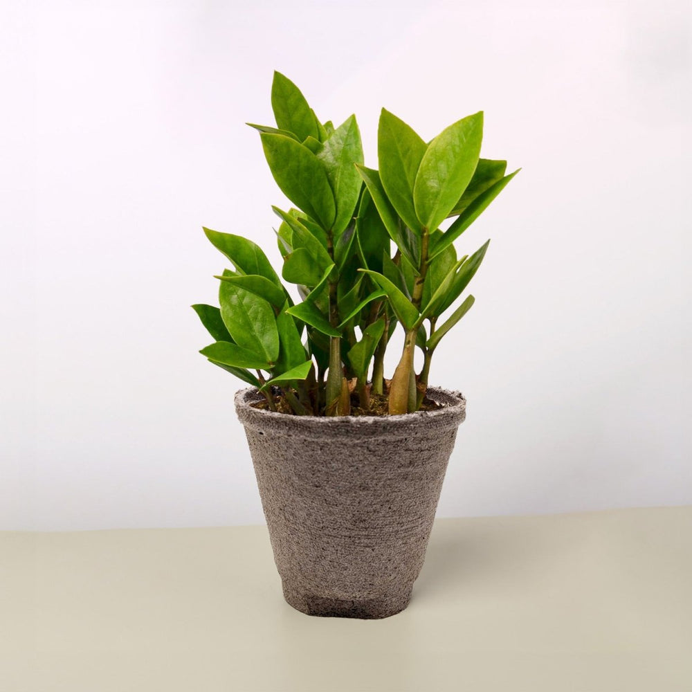 
                      
                        lily & onyx Zamioculcas Zamiifolia 'ZZ' Houseplant - lily & onyx
                      
                    
