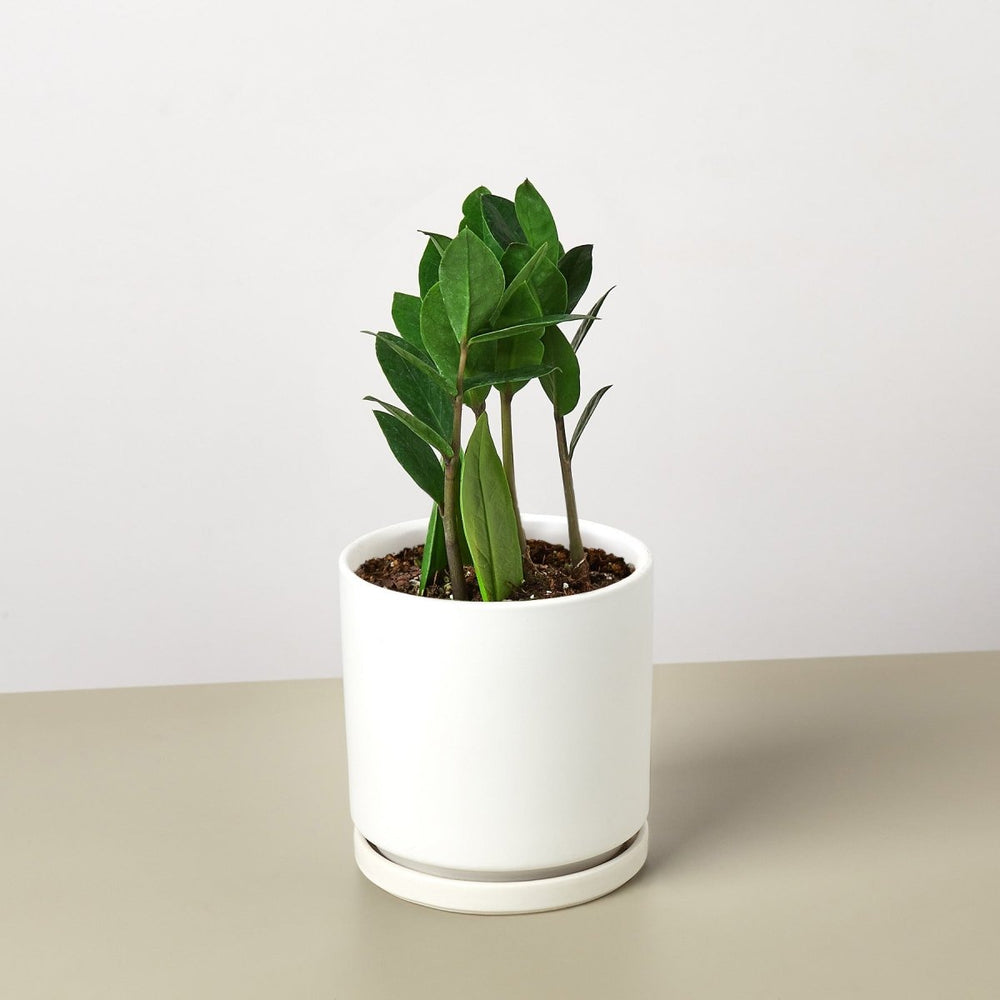 
                      
                        lily & onyx Zamioculcas Zamiifolia 'ZZ' Houseplant - lily & onyx
                      
                    
