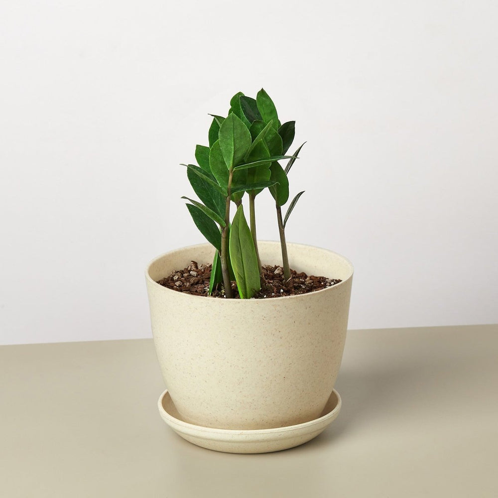 
                      
                        lily & onyx Zamioculcas Zamiifolia 'ZZ' Houseplant - lily & onyx
                      
                    