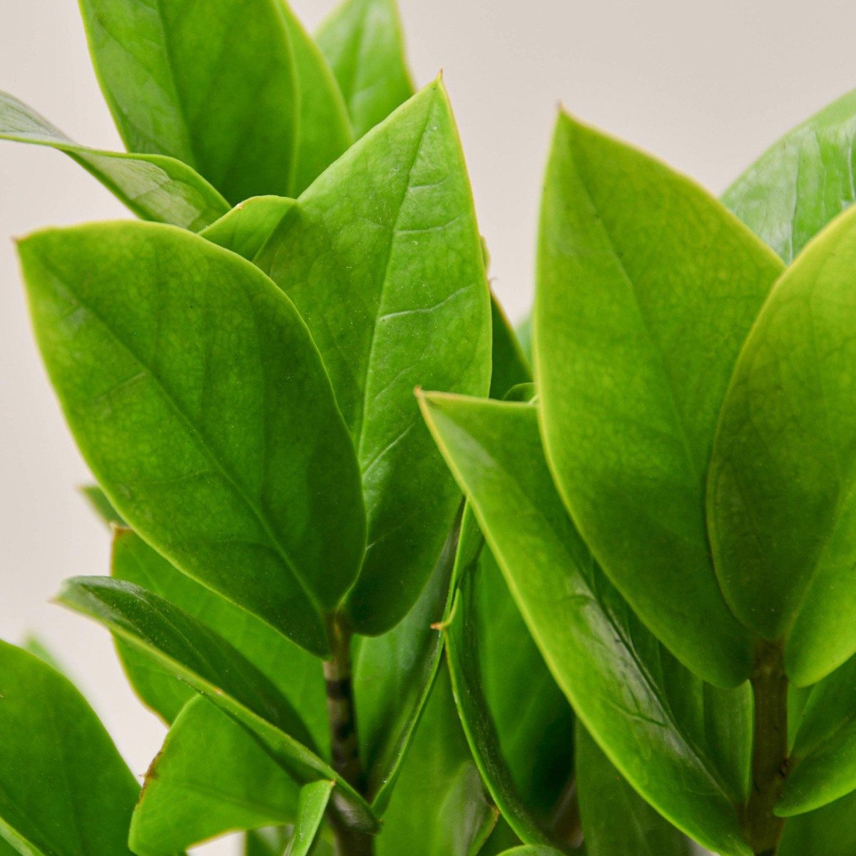 lily & onyx Zamioculcas Zamiifolia 'ZZ' Houseplant - lily & onyx