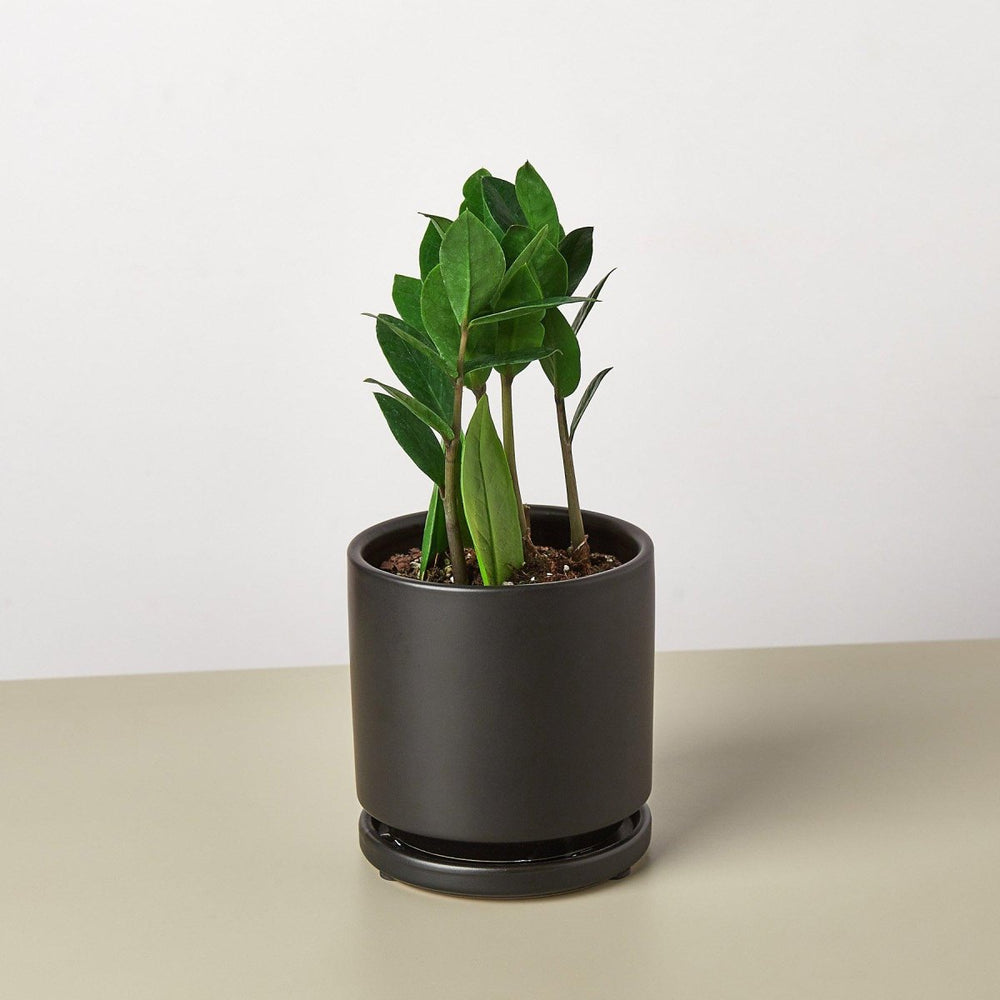 
                      
                        lily & onyx Zamioculcas Zamiifolia 'ZZ' Houseplant - lily & onyx
                      
                    