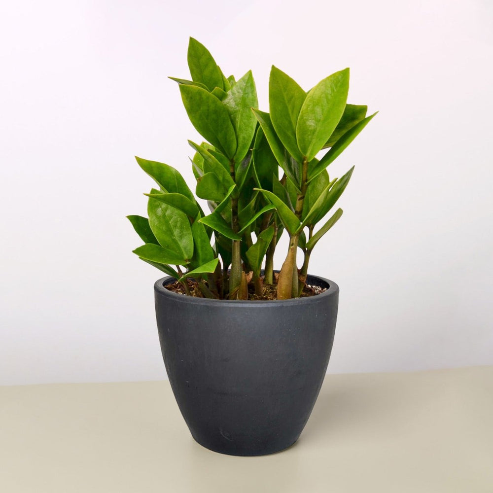 
                      
                        lily & onyx Zamioculcas Zamiifolia 'ZZ' Houseplant - lily & onyx
                      
                    