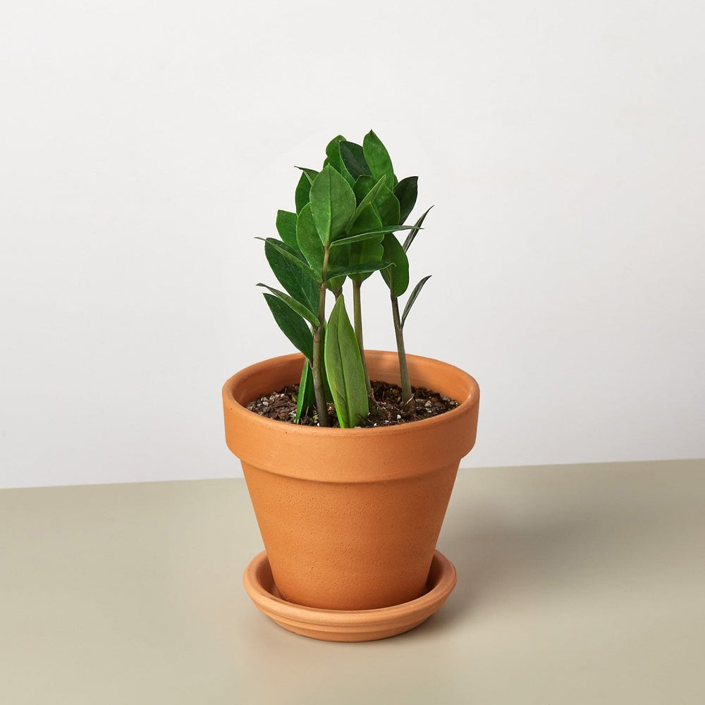 
                      
                        lily & onyx Zamioculcas Zamiifolia 'ZZ' Houseplant - lily & onyx
                      
                    