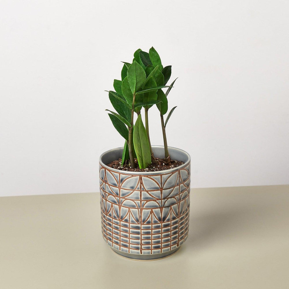 
                      
                        lily & onyx Zamioculcas Zamiifolia 'ZZ' Houseplant - lily & onyx
                      
                    