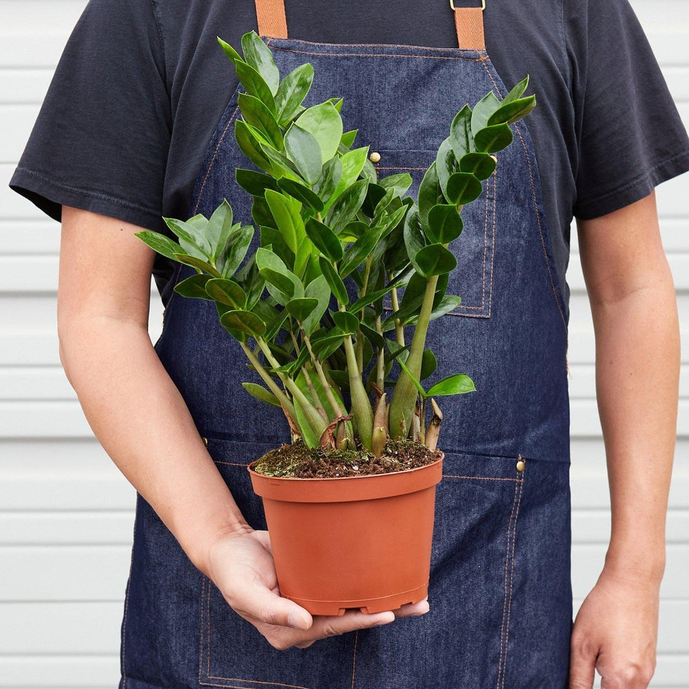 
                      
                        lily & onyx Zamioculcas Zamiifolia 'ZZ' Houseplant - lily & onyx
                      
                    