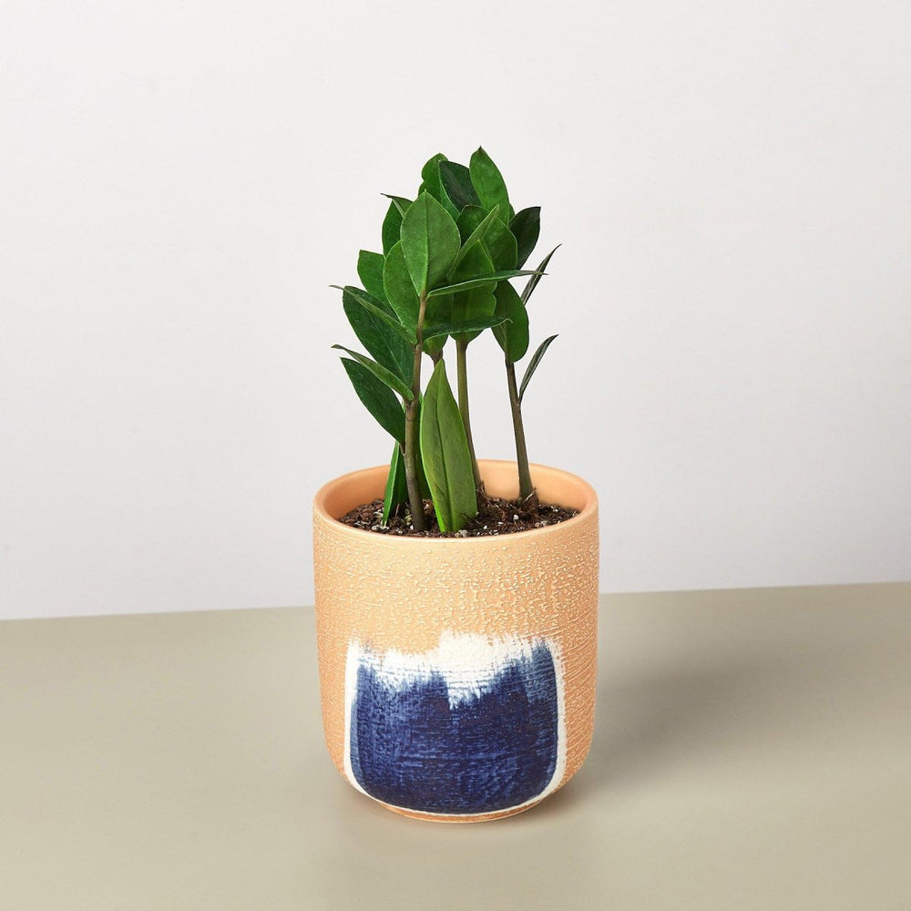 
                      
                        lily & onyx Zamioculcas Zamiifolia 'ZZ' Houseplant - lily & onyx
                      
                    