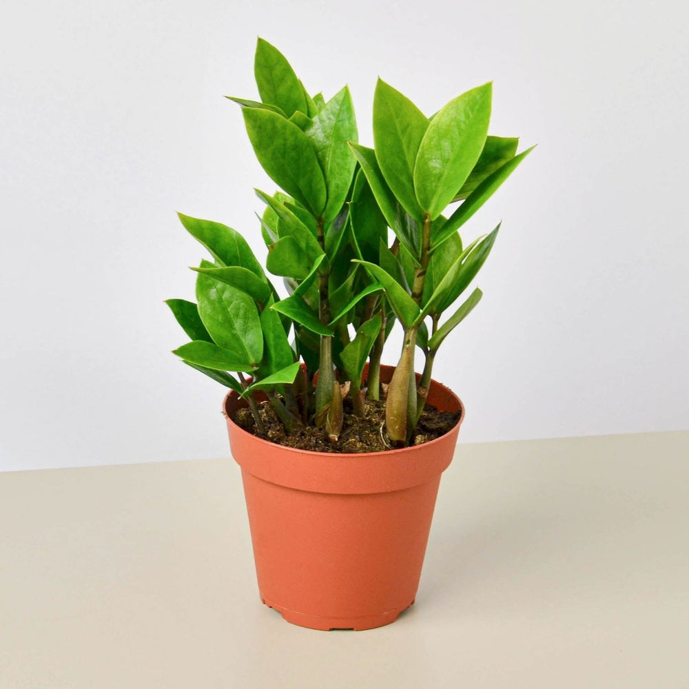 lily & onyx Zamioculcas Zamiifolia 'ZZ' Houseplant - lily & onyx